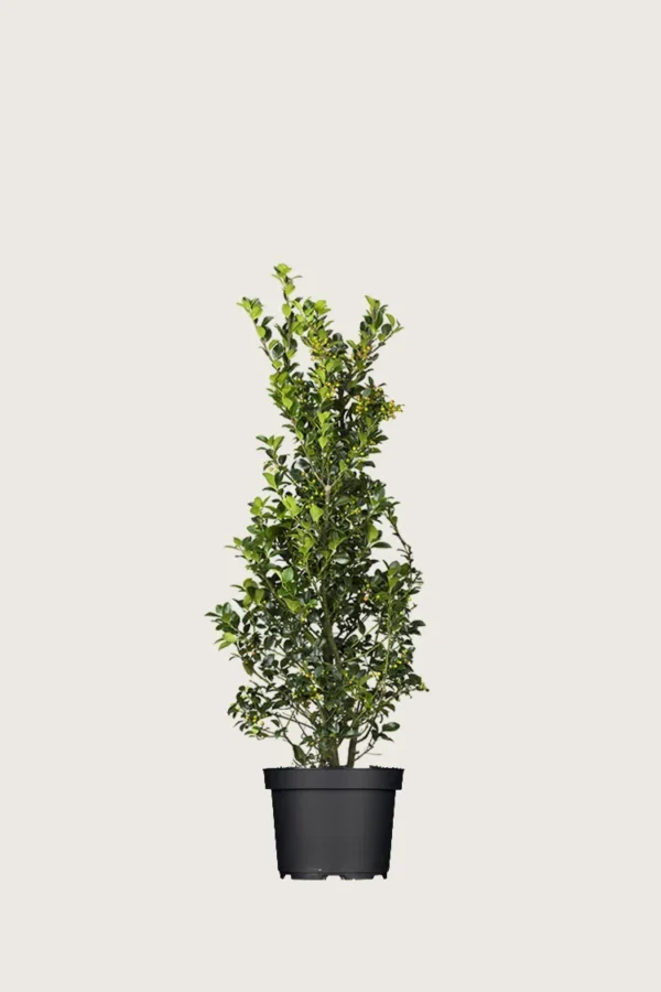 Kristtorn Heckenfee 60cm Forgrenet | Plantinavia