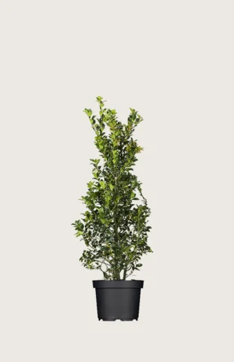Kristtorn Heckenfee 80cm Forgrenet | Plantinavia