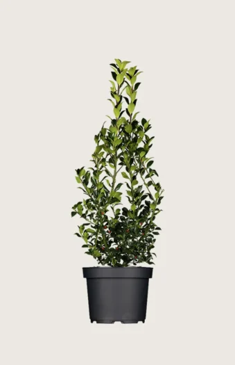 Kristtorn Heckenfee 150cm Outlet | Plantinavia
