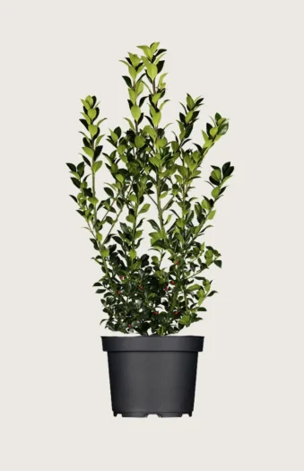 Kristtorn Heckenfee 200cm Outlet | Plantinavia