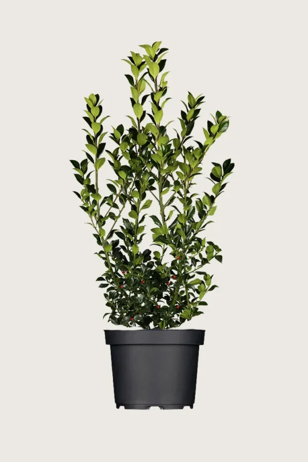 Kristtorn Heckenfee 250cm Outlet | Plantinavia