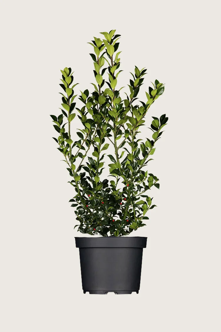 Kristtorn Heckenfee 250cm Outlet | Plantinavia