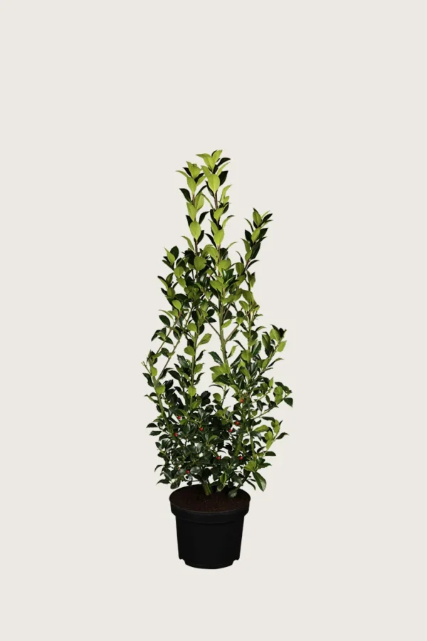 Kristtorn Heckenfee 40cm Outlet | Plantinavia