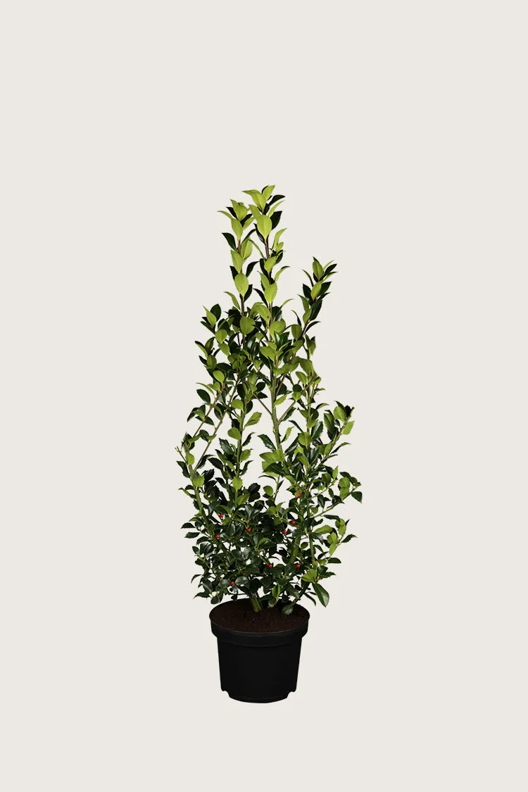 Kristtorn Heckenfee 80cm Outlet | Plantinavia