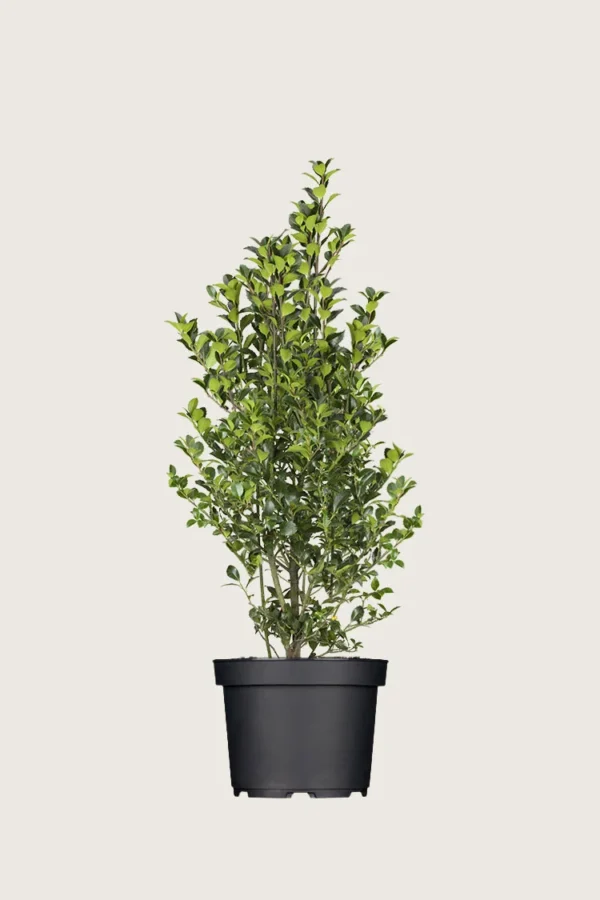 Kristtorn Heckenfee 100cm Vel forgrenet | Plantinavia