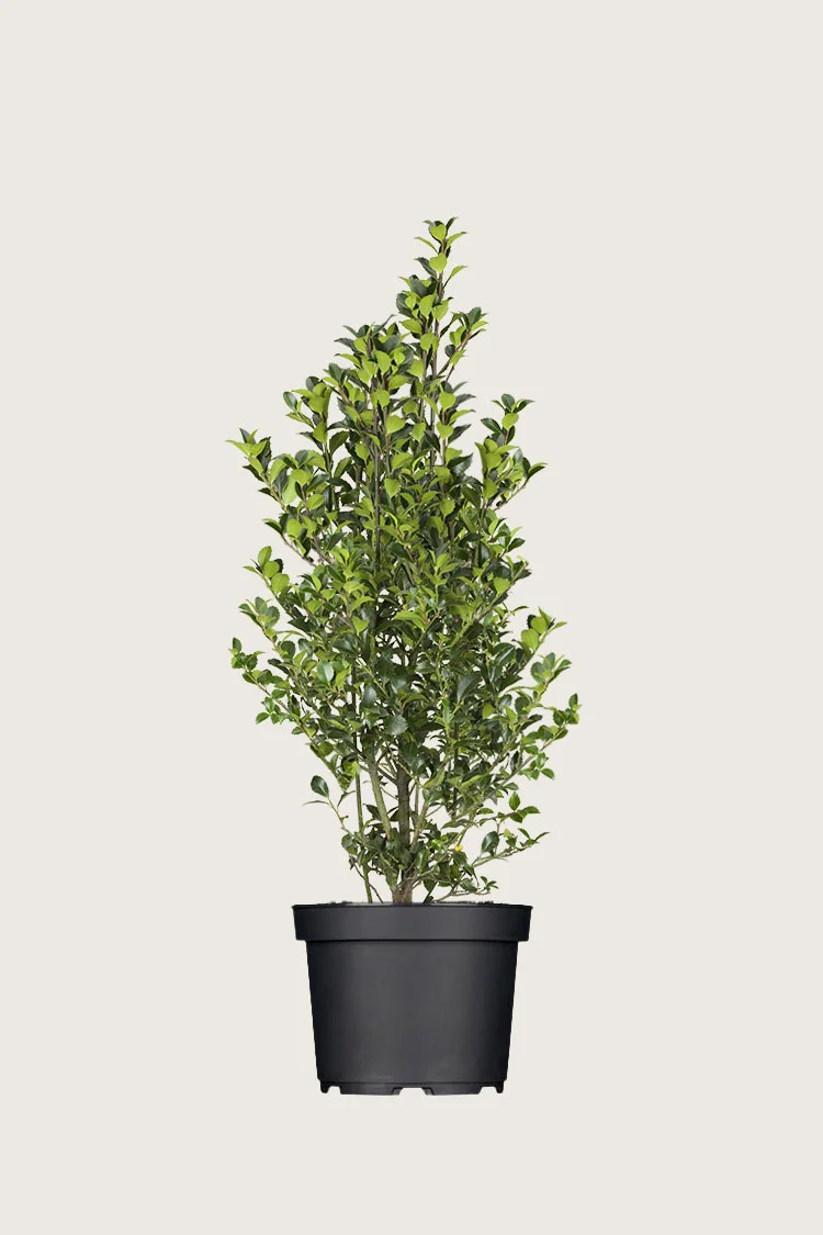 Kristtorn Heckenfee 100cm Vel forgrenet | Plantinavia