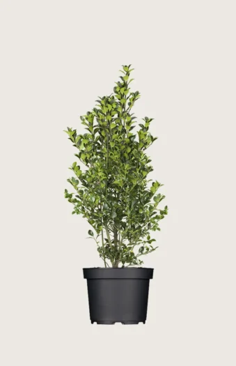 Kristtorn Heckenfee 150cm Vel forgrenet | Plantinavia
