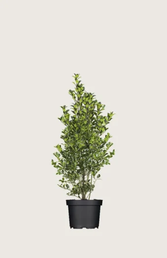 Kristtorn Heckenfee 60cm Vel forgrenet | Plantinavia