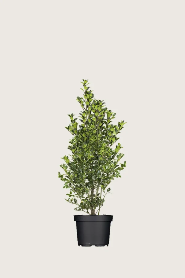 Kristtorn Heckenfee 60cm Vel forgrenet | Plantinavia