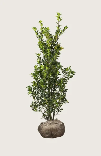 Kristtorn Heckenfee 225cm Forgrenet | Plantinavia