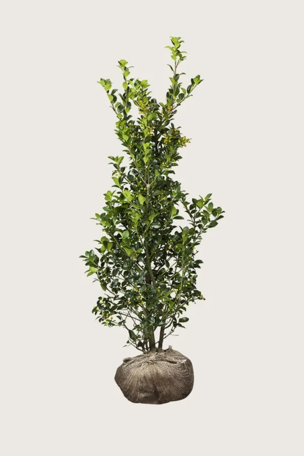 Kristtorn Heckenfee 300cm Forgrenet | Plantinavia