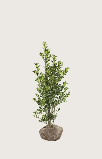 Kristtorn Heckenfee 60cm Forgrenet | Plantinavia