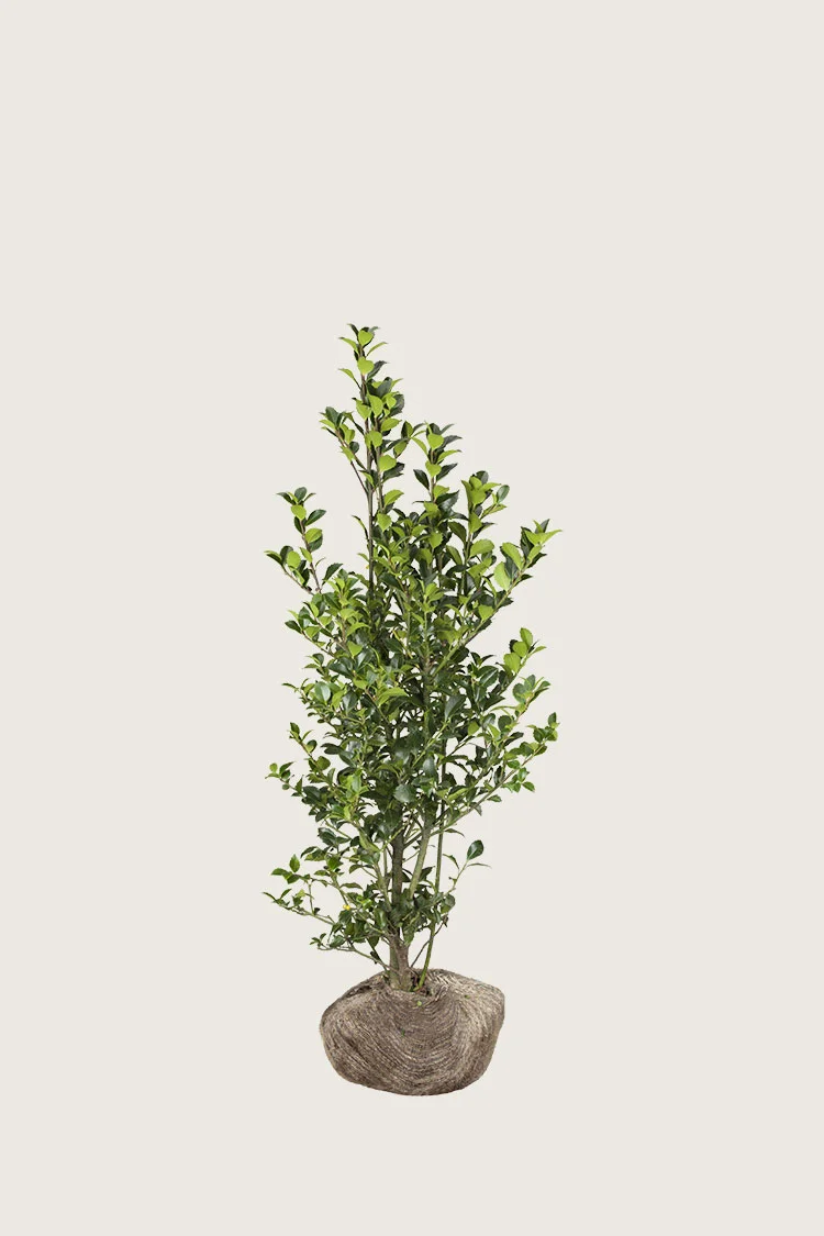 Kristtorn Heckenfee 60cm Forgrenet | Plantinavia