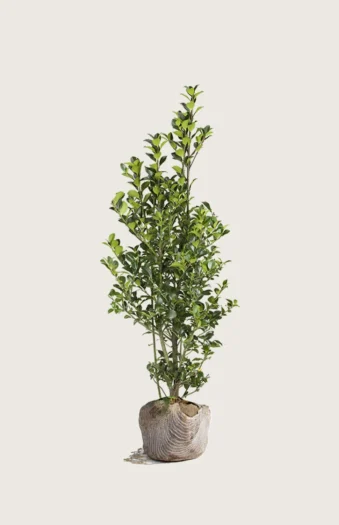 Kristtorn Heckenfee 100cm Outlet | Plantinavia