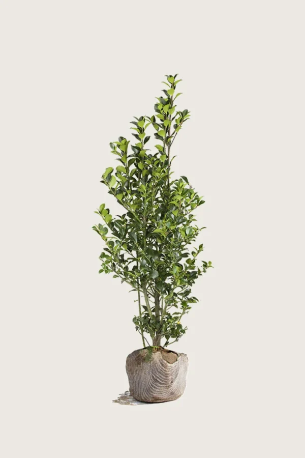 Kristtorn Heckenfee 100cm Outlet | Plantinavia