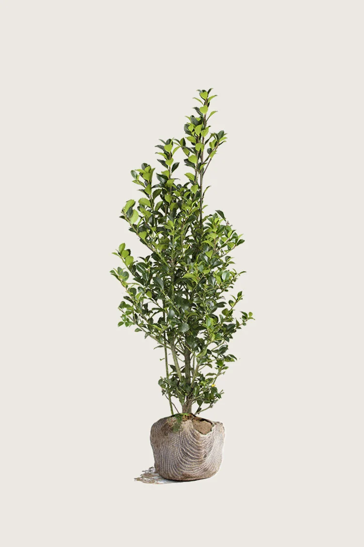 Kristtorn Heckenfee 175cm Outlet | Plantinavia