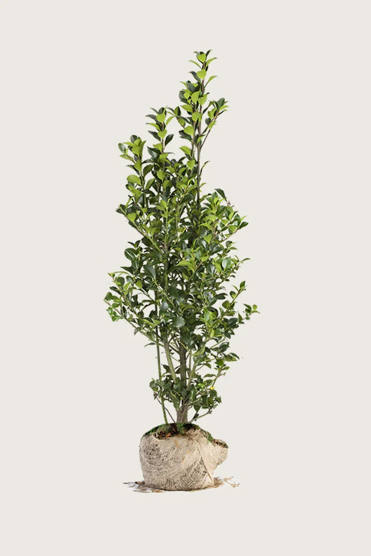 Kristtorn Heckenfee 225cm Outlet | Plantinavia