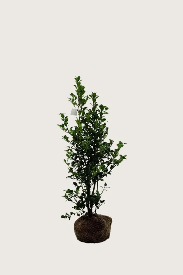 Kristtorn Heckenfee 60cm Outlet | Plantinavia