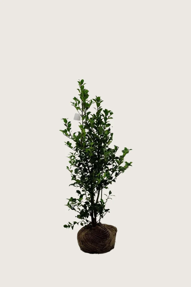Kristtorn Heckenfee 60cm Outlet | Plantinavia