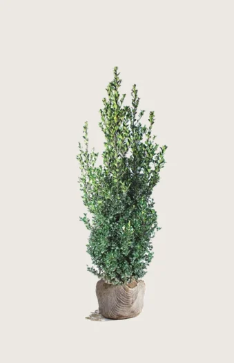 Kristtorn Heckenfee 150cm Vel forgrenet | Plantinavia