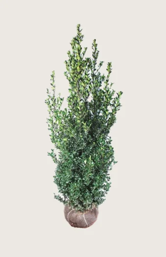 Kristtorn Heckenfee 225cm Vel forgrenet | Plantinavia