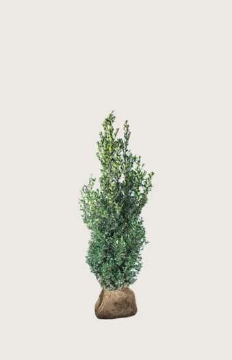 Kristtorn Heckenfee 80cm Vel forgrenet | Plantinavia