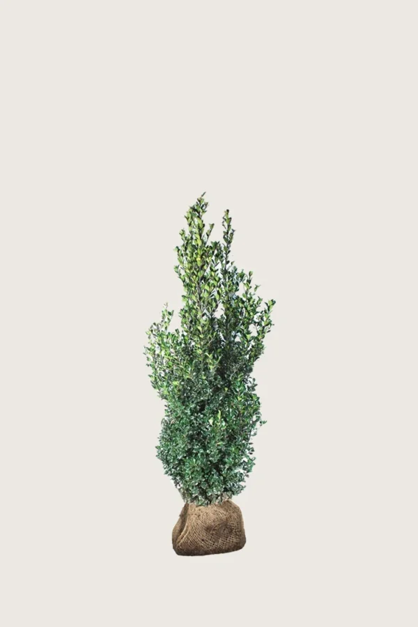 Kristtorn Heckenfee 80cm Vel forgrenet | Plantinavia