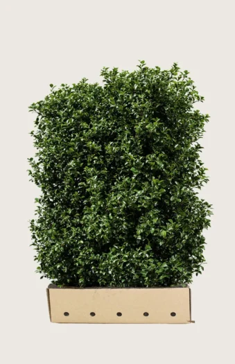 Kristtorn Heckenpracht 150cm Vel forgrenet | Plantinavia