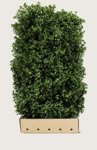 Kristtorn Heckenpracht 200cm Vel forgrenet | Plantinavia