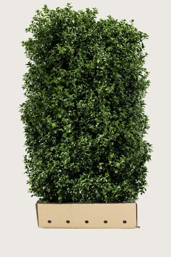 Kristtorn Heckenpracht 200cm Vel forgrenet | Plantinavia