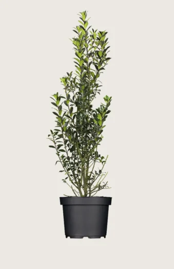 Kristtorn Heckenpracht 225cm Forgrenet | Plantinavia