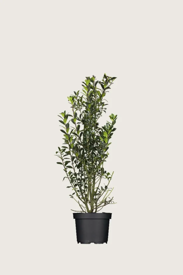Kristtorn Heckenpracht 60cm Forgrenet | Plantinavia