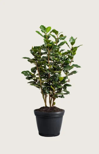 Kristtorn Heckenpracht 175cm Outlet | Plantinavia