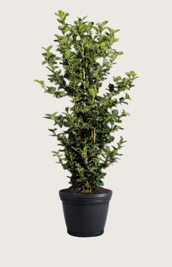 Kristtorn Heckenpracht 200cm Outlet | Plantinavia