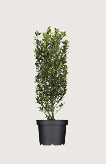 Kristtorn Heckenpracht 175cm Vel forgrenet | Plantinavia