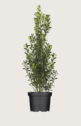 Kristtorn Heckenpracht 200cm Vel forgrenet | Plantinavia