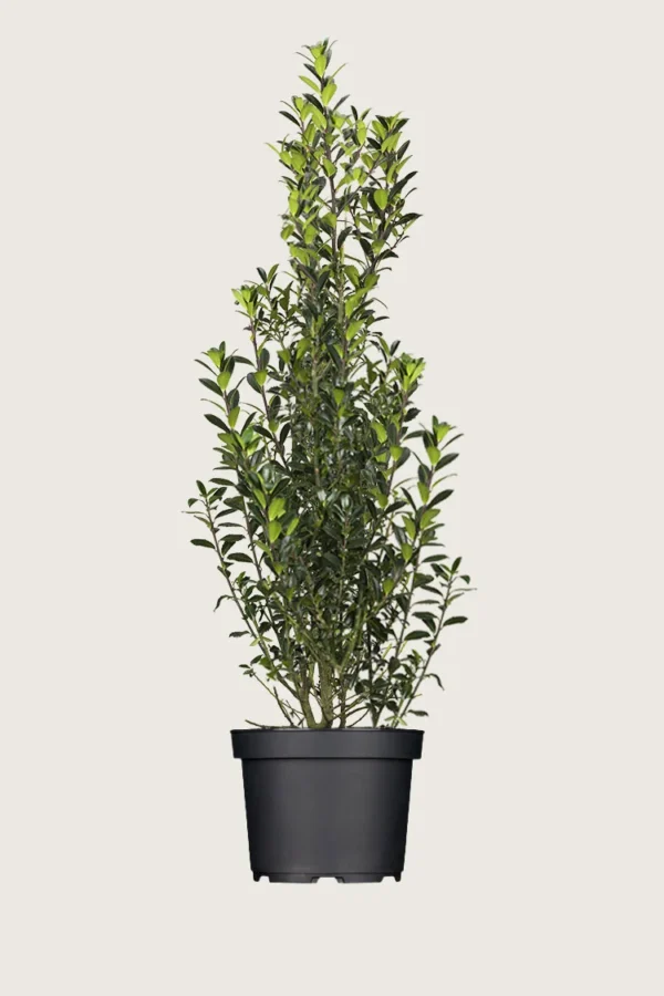 Kristtorn Heckenpracht 200cm Vel forgrenet | Plantinavia