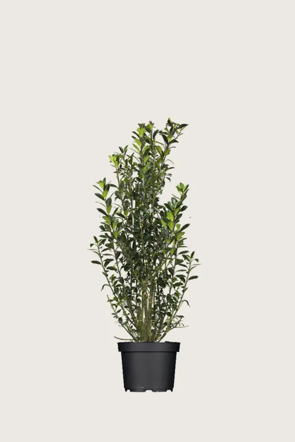 Kristtorn Heckenpracht 60cm Vel forgrenet | Plantinavia