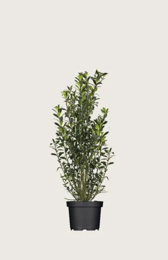Kristtorn Heckenpracht 80cm Vel forgrenet | Plantinavia