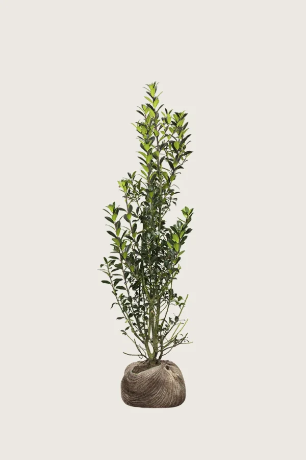 Kristtorn Heckenpracht 100cm Forgrenet | Plantinavia