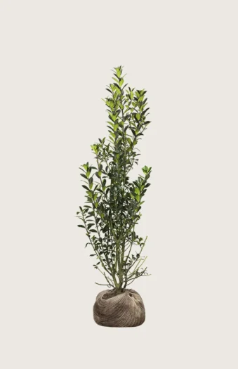 Kristtorn Heckenpracht 150cm Forgrenet | Plantinavia
