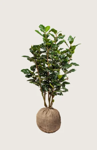 Kristtorn Heckenpracht 175cm Outlet | Plantinavia