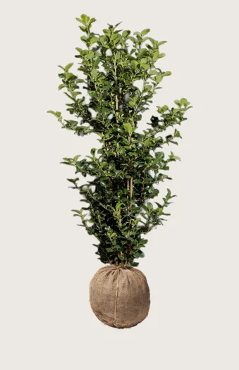 Kristtorn Heckenpracht 200cm Outlet | Plantinavia