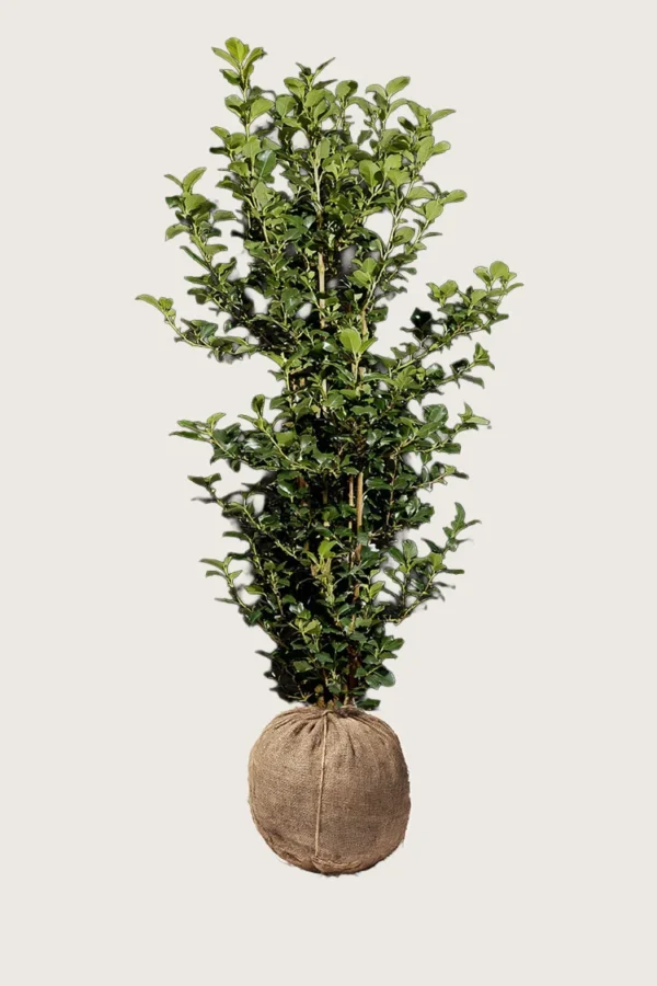 Kristtorn Heckenpracht 250cm Outlet | Plantinavia