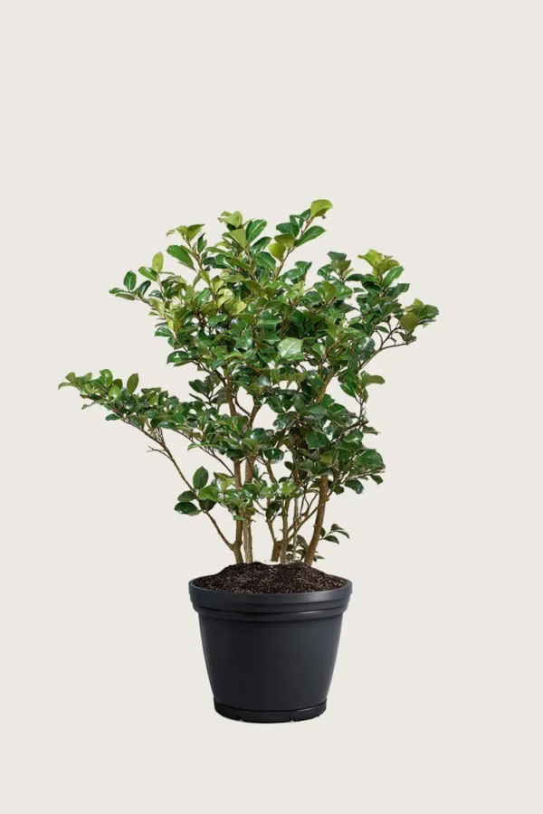 Kristtorn Heckenpracht 80cm Outlet | Plantinavia