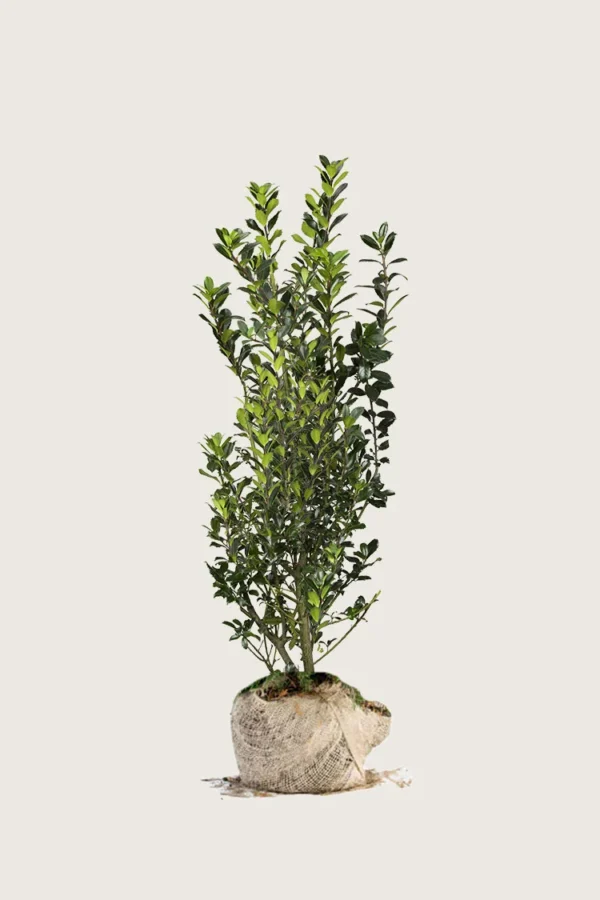 Kristtorn Heckenpracht 100cm Vel forgrenet | Plantinavia