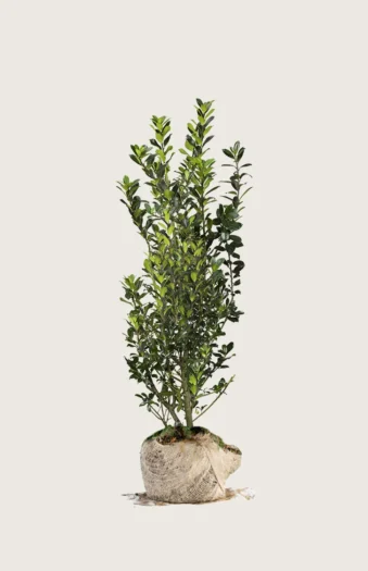 Kristtorn Heckenpracht 175cm Vel forgrenet | Plantinavia