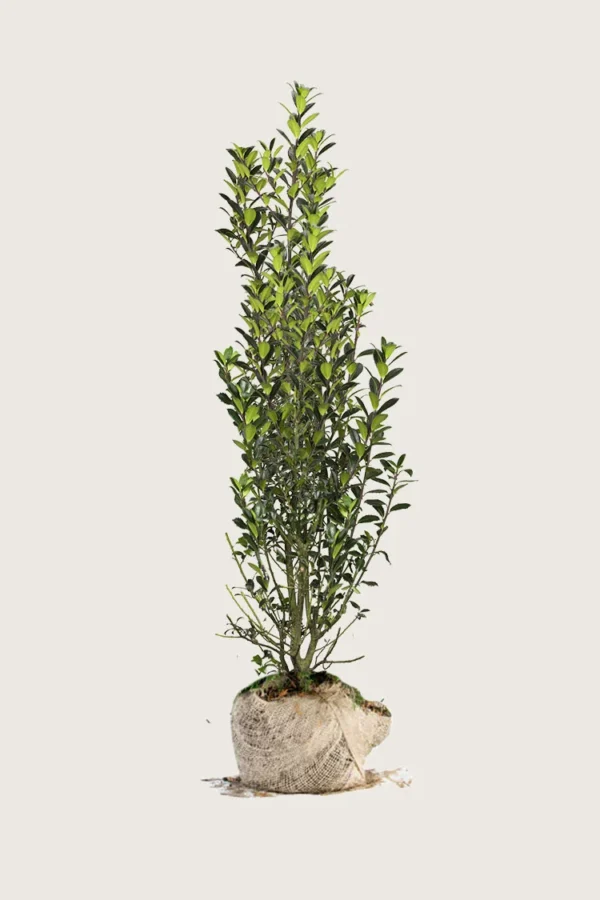Kristtorn Heckenpracht 225cm Vel forgrenet | Plantinavia