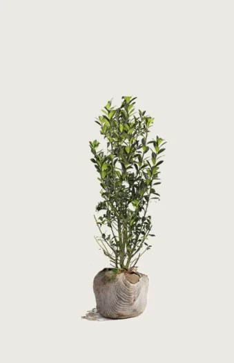 Kristtorn Heckenpracht 80cm Vel forgrenet | Plantinavia
