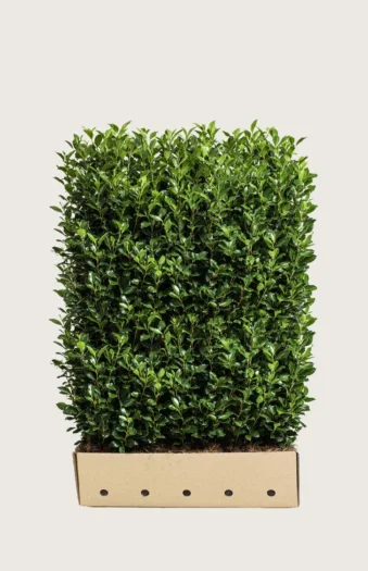 Kristtorn Heckenstar 150cm Vel forgrenet | Plantinavia